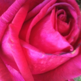 AhneaV's profile picture. 