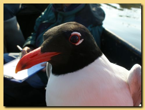 Frankmajoor's profile picture. Via mijn Twitter account en mijn website is informatie te vinden over mijn vogelonderzoek