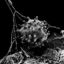 We are a organisation dedicated to saving lives thru regenerative medicine via stem cell research...