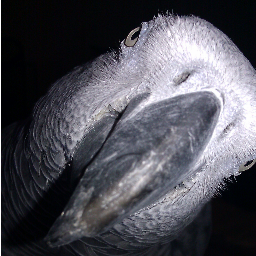 We are 4 parrots living uncaged 2gether.Lambeau Hahn's Macaw,Gonzo Red-Lored Amazon,Sparky African Grey & the new addition Zara Blue Streak Lory.