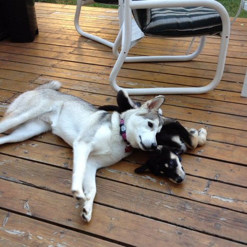 BabyKitty2007's profile picture. 