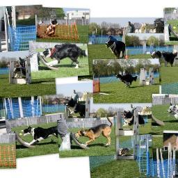 Four Paws Racing is a friendly flyball club based in Uxbridge. We train on a Saturday morning, when we're not racing that is!