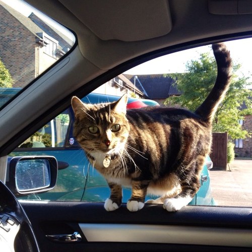 I am a Human loathing tabby cat. I have been held captive by my slaves, and i am looking for feline friendship for a world domination plan, member of #wlf