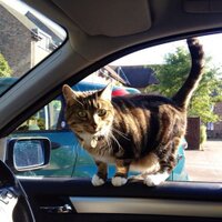 twatcats (@iamtiggster) 's Twitter Profile