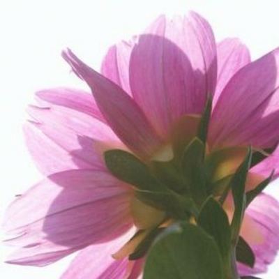 さきこページ さきこ (@sakix) / Posts / X