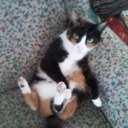 Ratliff Kitty - @RatliffKitty81 - Twitter