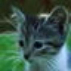 wrenhua's profile picture. 天朝 数据控 游戏 新闻 基督徒，茶客，关注社会公义，非暴力不合作，非话痨。凡是以@或RT方式与我交流的，必回FO。