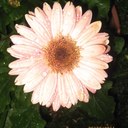 Laura Millsaps - @Lauram61Laura - Twitter