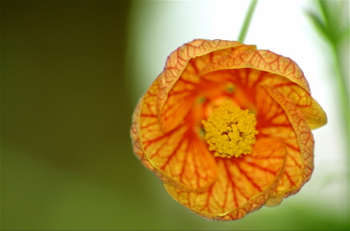 MrsFriskeKinder's profile picture. An inquiring group of Kindergarten students in Rocky View Schools looking to share our curiosity with others just like us.