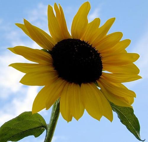 Web surfing enthusiast, green believer, poet, design inspired visionary behind Eco Word: Your Spot for Green Ideas to support positive #Eco, #Climate solutions.