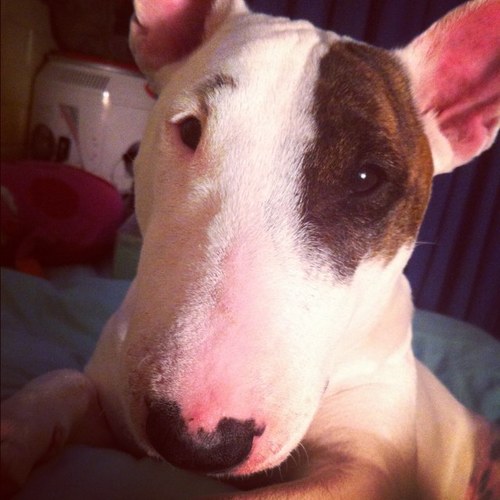 DogLover
