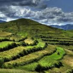 PedrosLandscape's profile picture. 