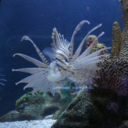 Tony Choo - @TonyChoo6000 - Twitter