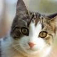 Hello_phi's profile picture. 