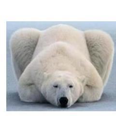 ぴーちゃん@ハリアー