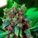 connor ruff - @jokerenzo - Twitter