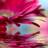 Nour_sh13's profile image