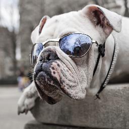 I'm a rescue English Bulldog, and I'm here to rock your world. Follow me & stop by daily to see what I have to say! (But, no stalkers please!)