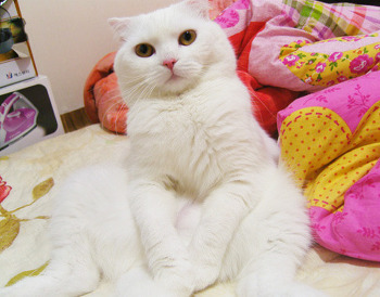 UpgardeJJ's profile picture. 아임퐈이아~