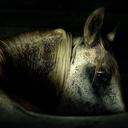 Robert Kenific - @SinerjiStables - Twitter