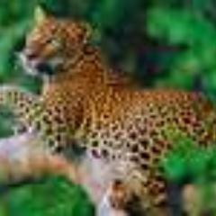 crruzzo's profile picture. Tập luyện võ công mỗi ngày