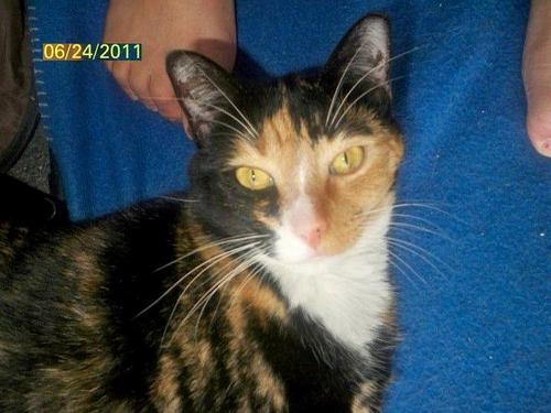 BellaBoo2008B's profile picture. Owned By @mankey8284. Loves catnip. Long walks to the fish pond. Cat dancers.  Watching lizards. I am a Pawly-dactyl kitty. Giving mommy kisses.