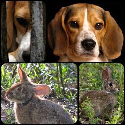 spearson640's profile picture. hunting and shooting land share ..swap a days shooting for a days ferreting ... get permission from land owners