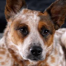 kohrt's profile picture. Keep Calm and Chive On // My dog thinks she's a 'dingo' - watch out or she'll eat your baby!