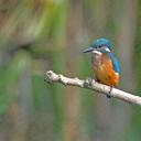 ADRIAN WAYNE - @birdingbeginner - Twitter