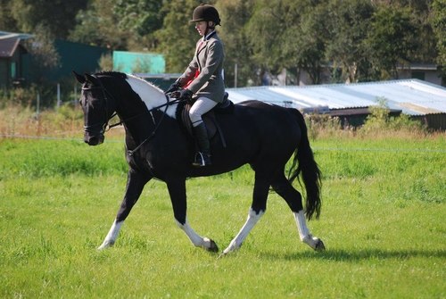 Mortgage/Insurance adviser Simply Mortgages Plus. Horse & whippet lover, follower of Melrose RFC&National Hunt racing.