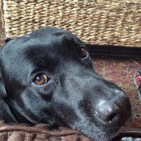 Russ Russell (@russrussell4) 's Twitter Profile