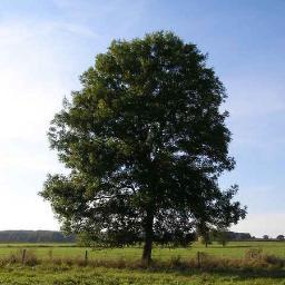 Annuaire de généalogie gratuit. Complétez votre arbre généalogique facilement.