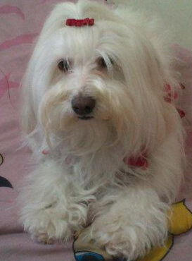 petmodel1's profile picture. 