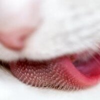 Yotam Gingold (@yig) 's Twitter Profile