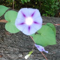 Lilac_Lily99's profile picture. Interests: Catholic, natural / alternative health,  psychology, music, humor, art, writing, reading  books, bizarre, spirituality, cooking, Eastern Catholicism