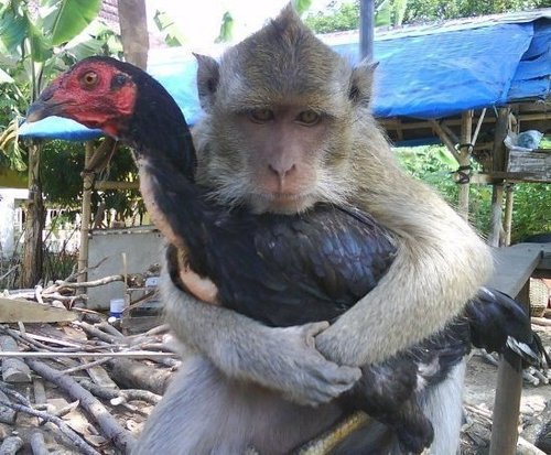 SydneyMassive's profile picture. Dub Reggae Group, Artist, Author, (Global Biogenous Investigations)