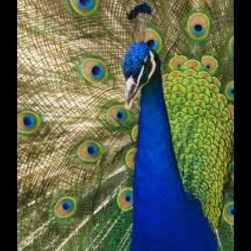 TeaCall's profile picture. https://t.co/8jryU95cZR