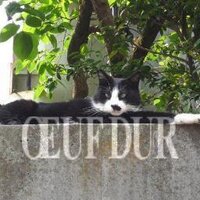 oeuf_dur (@oeuf_dur) Twitter profile photo