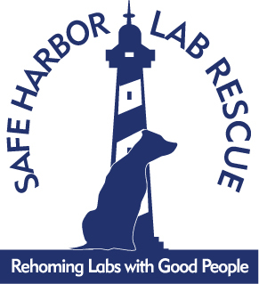 safeharborlab's profile picture. Safe Harbor Lab Rescue is a non-profit organization 100%  volunteers for the purpose of permanently rehoming stray/surrendered Labrador Retrievers in Colorado.