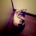 千代子 (@0316k) Twitter