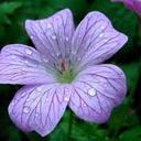 annika rose - @megacrazy4cats - Twitter