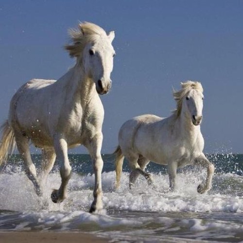 fatima_bourji's profile picture. 