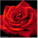 Michele Fields - @SistaShelly - Twitter