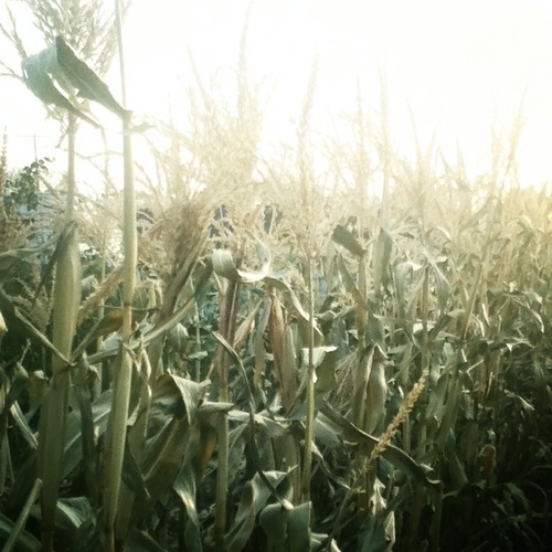 PoplarGirl's profile picture. 