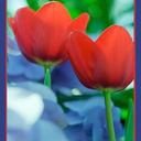 norma osorio - @normaosorio6 - Twitter