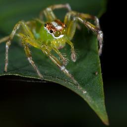 EmmettMR's profile picture. Horticulturalist and Training Consultant. Cyclist and amateur photographer.