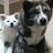 twitter profile