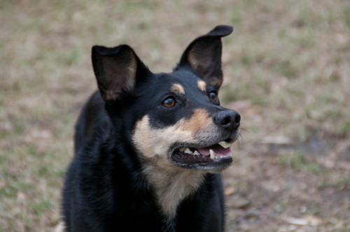 Dierenliefhebber.