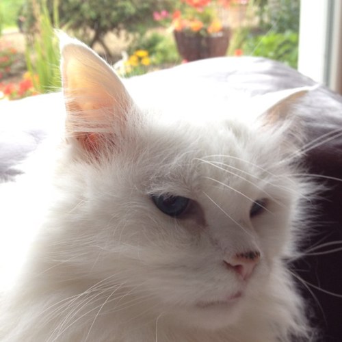 legopeeps's profile picture. 