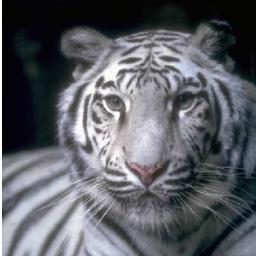 whitetiger1008 Profile Picture